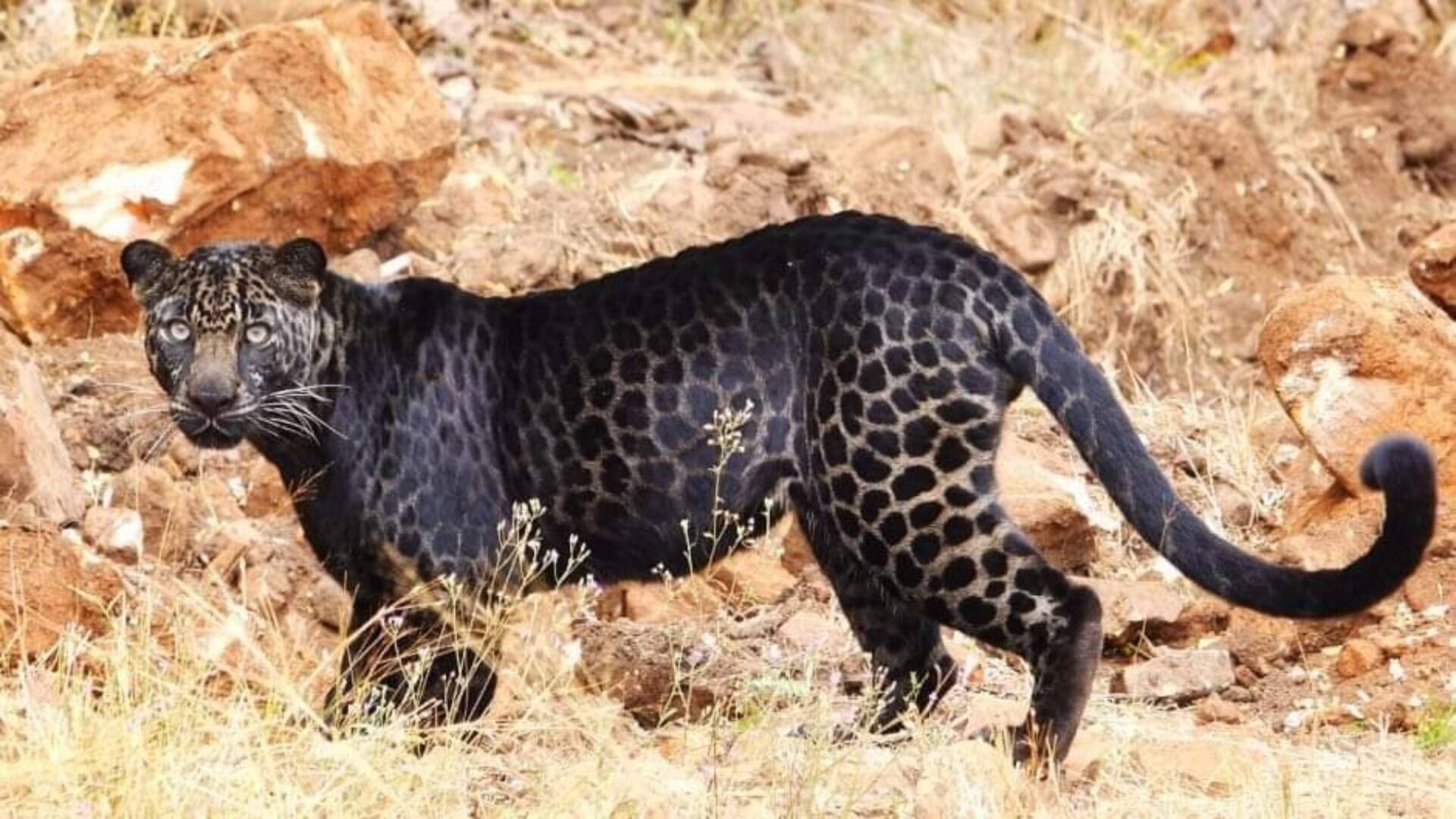 Guia Filma Rara Aparicao De Leopardo Negro Na Africa Do Sul Assista Meio Ambiente Ig