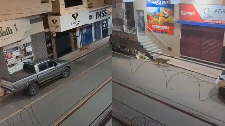 Onça-parda é flagrada em rua de cidade do ES; veja