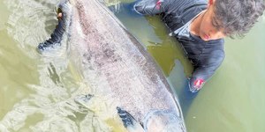 Menino de 13 anos fisga tambacu de 31 kg: "Muito feliz"