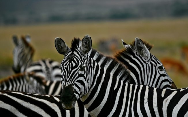 As zebras são animais originários da África, onde são presas habituais de leões