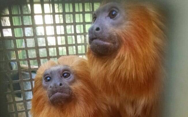 Em 26/07 a PMA resgatou 19 primatas, incluindo dois micos-leões dourados. Uma mulher foi presa por cativeiro e maus tratos e uma multa de R$34,5 mil foi aplicada.