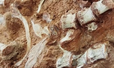 Fóssil de dinossauro é descoberto após enchentes no RS