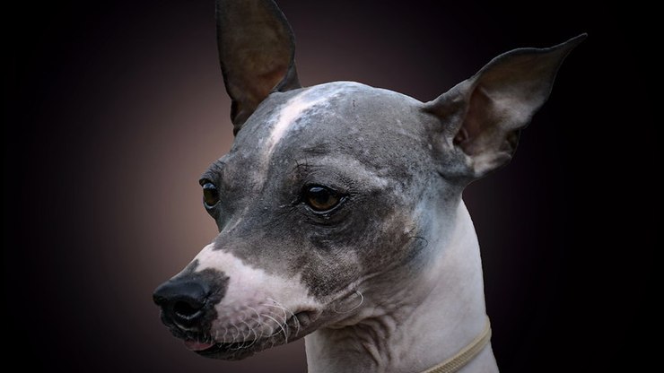 Guia de Raças: American Hairless Terrier, um
cão pequeno e sem pelos