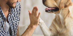 STJ autoriza companhias aéreas a barrar pets de suporte emocional