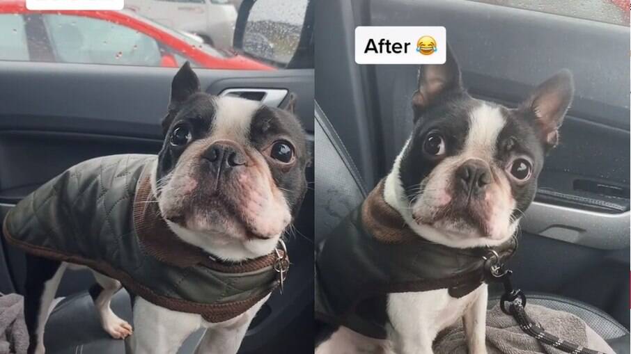 O Boston Terrier volta como um verdadeiro cão arrependido após o passeio em um dia frio demais