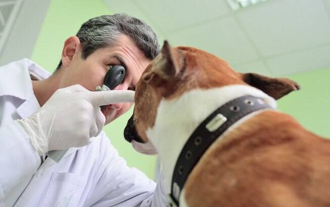 A melhor forma de combater o terçol canino é com método caseiros e acompanhamento médico