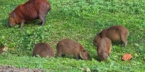 Capivara é morta com flechada na represa de Guarapiranga em SP