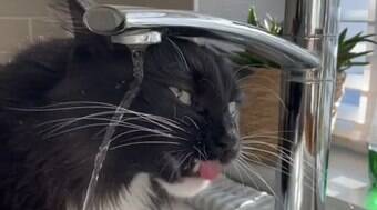 Gato falha miseravelmente ao tentar tomar água na torneira