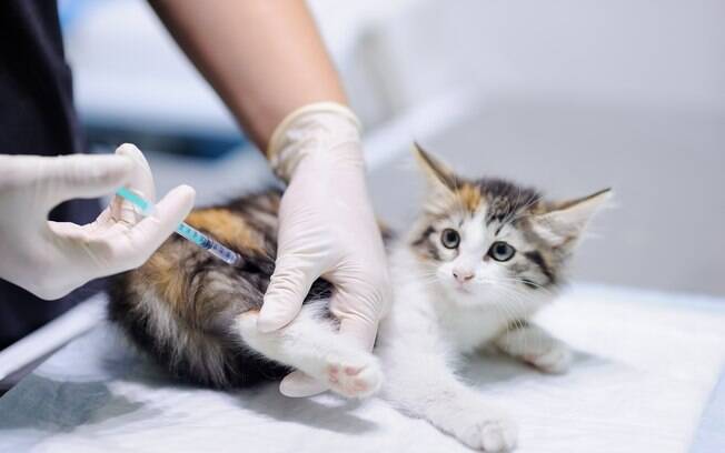 A Quadrupla Felina é uma vacina importante para gatos