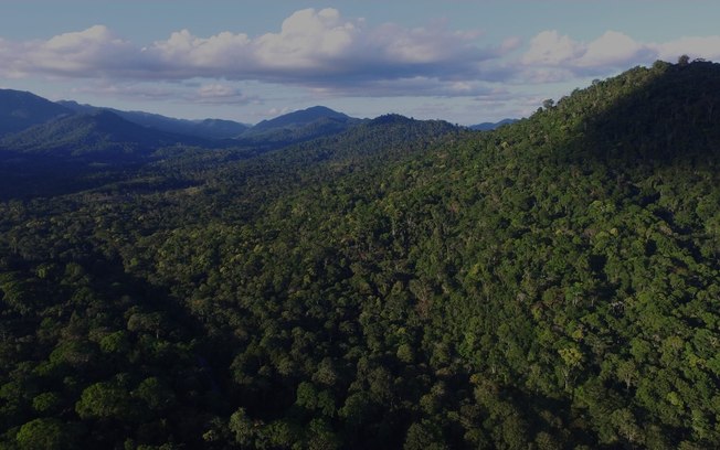 Agropecuária causa 90% do desmatamento na Mata Atlântica