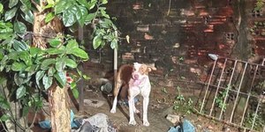  Bebê de três meses morre após ser atacado por pitbull em Recife