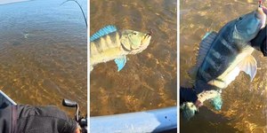 Pescador fisga tucunaré azul de 60 cm após batalha; veja o vídeo