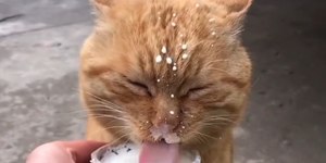Gato se lambuza tomando leite e derrete coração dos internautas