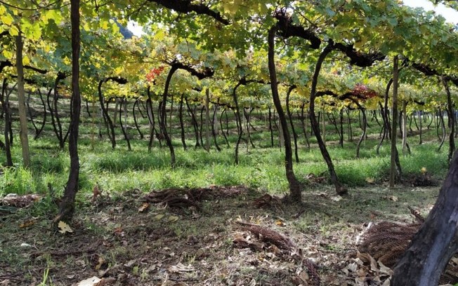 Veja por que viajar no Trem do Pampa