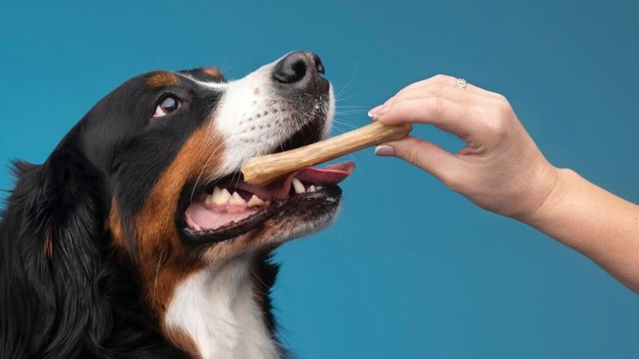 Saiba como evitar que seu cão tenha um problema gastrointestinal