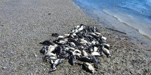 Tragédia: filhotes de pinguins morrem em massa