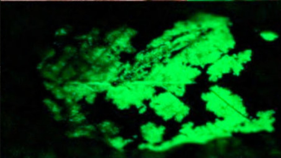 Fungo bioluminescente Mycena stylobates no escuro Fungo bioluminescente Mycena stylobates no escuro
