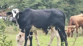 Zarc: novos zoneamentos climáticos ampliam produção de batata no Brasil
