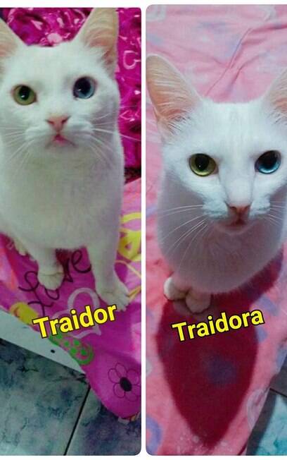 Traidor e Traidora