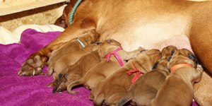 Os benefícios de ter um cãozinho durante e após a gestação