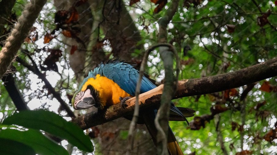 Araras-canindés voltam à Floresta da Tijuca após dois séculos de extinção