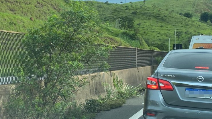 Com mato alto, Via Dutra passa por capina e limpeza; veja onde