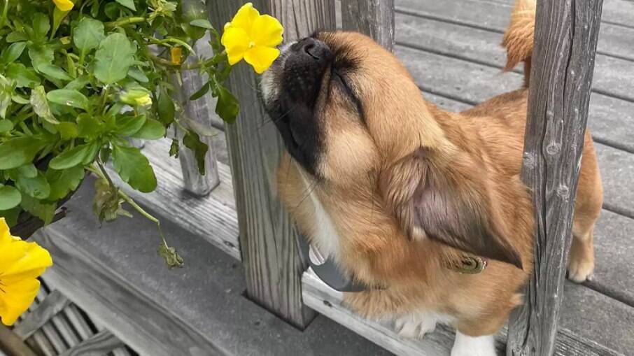 Finn ama cheirar todas as flores que encontra pelo caminho