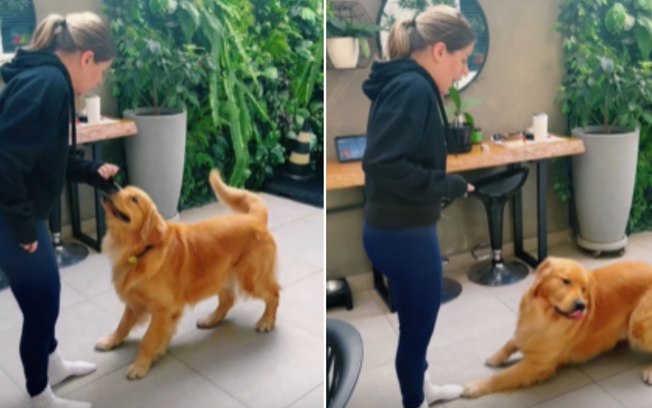 Golden para de puxar blusa da tutora após ela chamar o marido 03rbkzybfyeke7pfgpgxar4iy