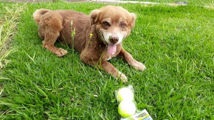 Cachorro mora no cemitério que foi sepultar sua dona há 10 anos