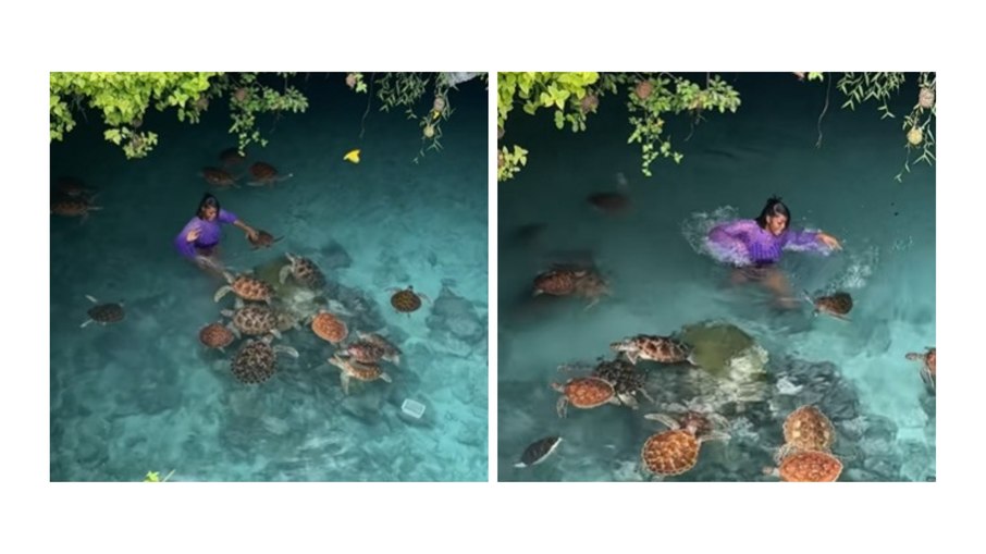 Vídeo mostra mulher atacada por bando de tartarugas marinhas durante nado