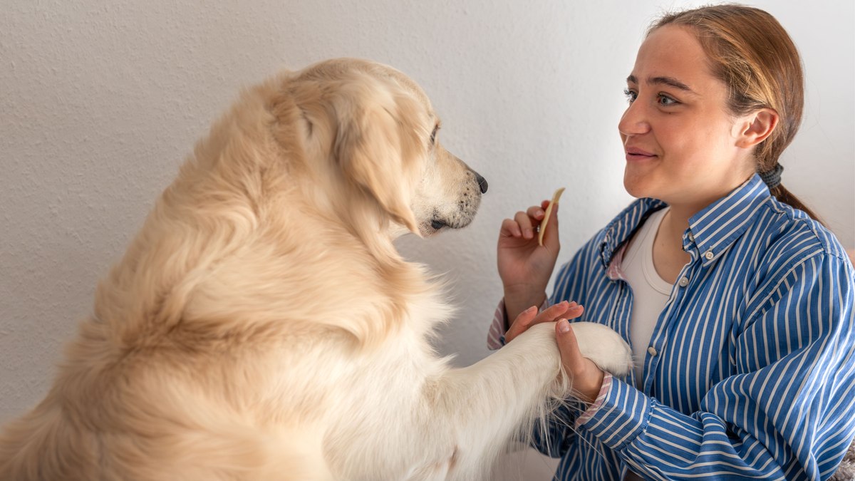 Cães e gatos entendem mesmo o que os tutores dizem?