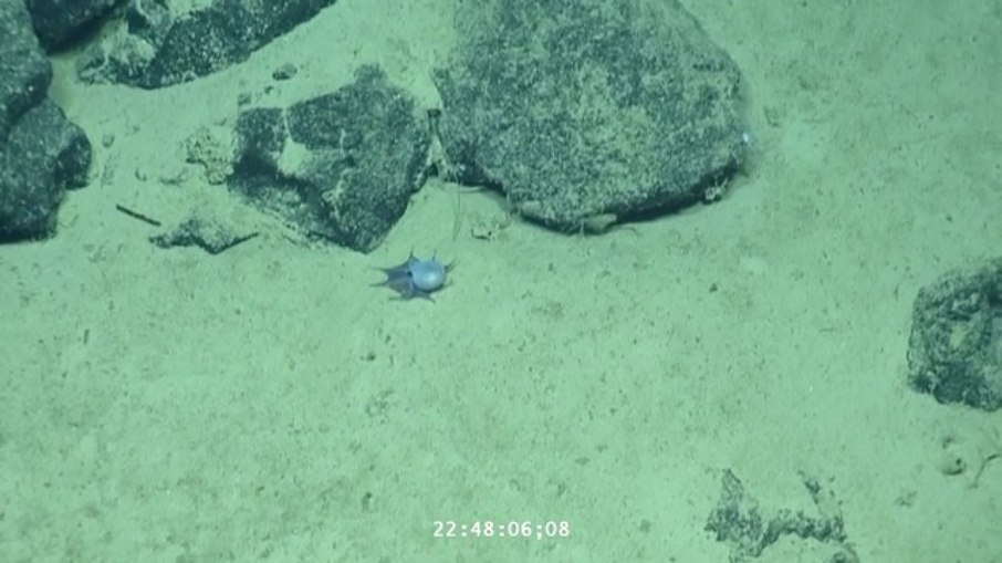 Com tamanho parecido ao de uma bola de golfe, animal raro chamou atenção pela intensa coloração azul Com tamanho parecido ao de uma bola de golfe, animal raro chamou atenção pela intensa coloração azul