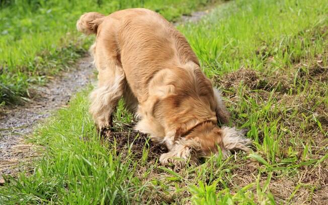 Antes de tomar uma atitude, é preciso conhecer os motivos que levam um cão a cavar buracos no jardim