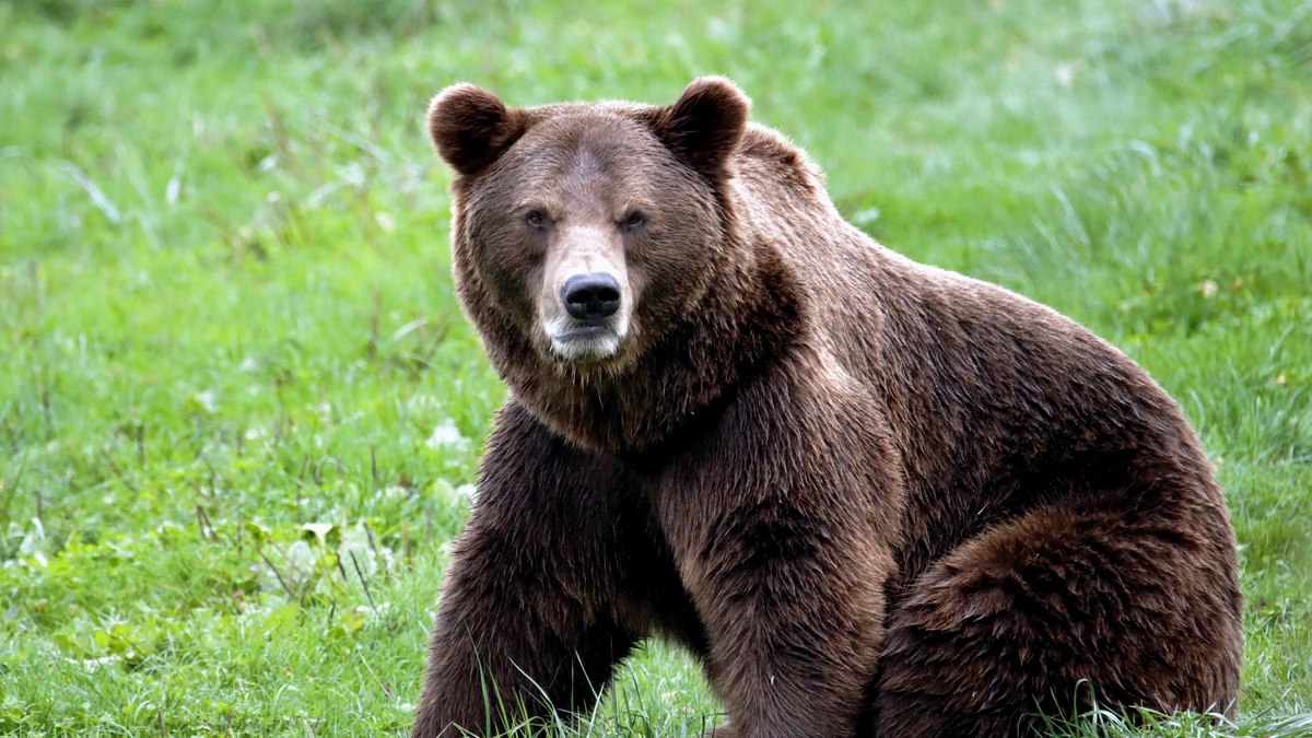 Urso Urso