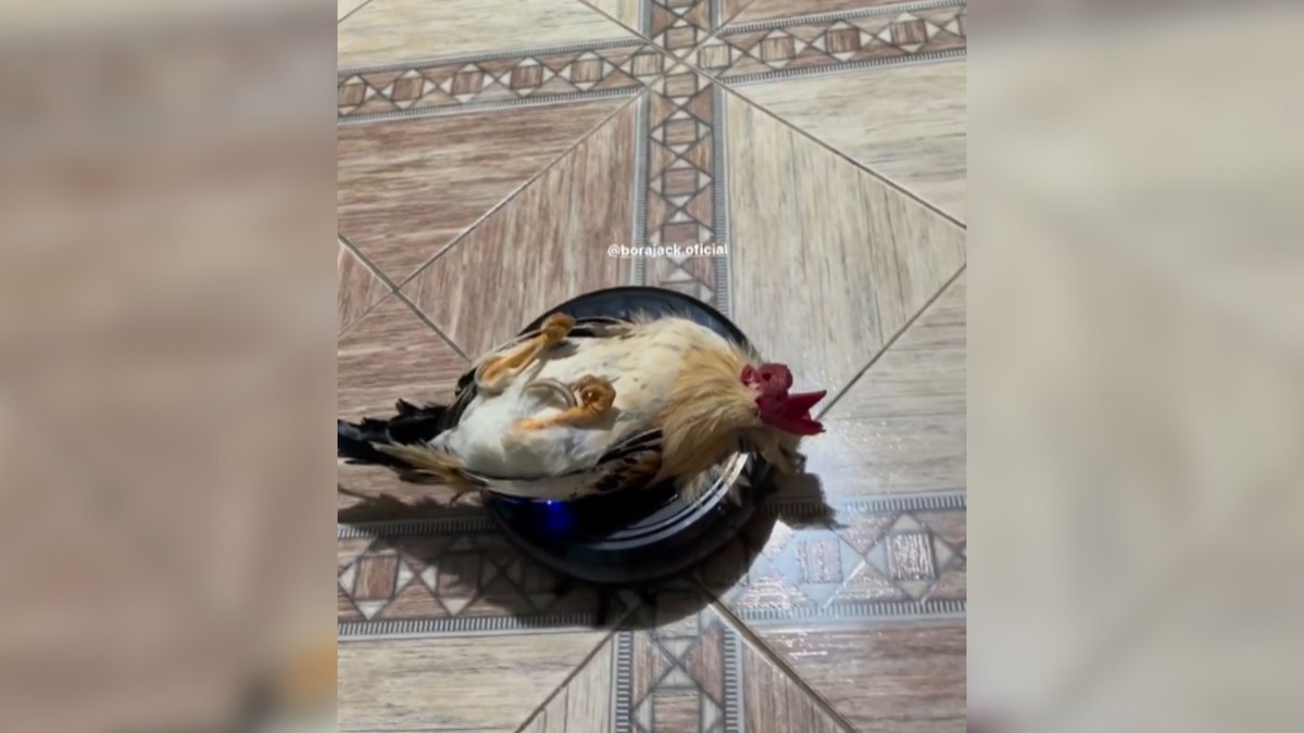 Galo relaxa sobre robô aspirador enquanto o aparelho limpa a casa