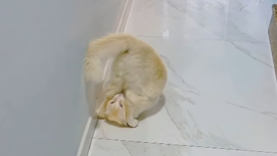 Gato faz cambalhota ao comando do tutor e 