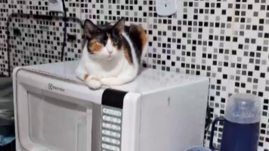 Gatinha escolhe topo do micro-ondas para descansar 