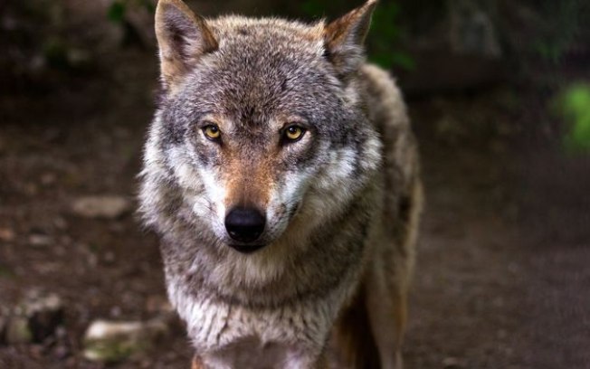 Lobos de Chernobyl desenvolvem resistência ao câncer