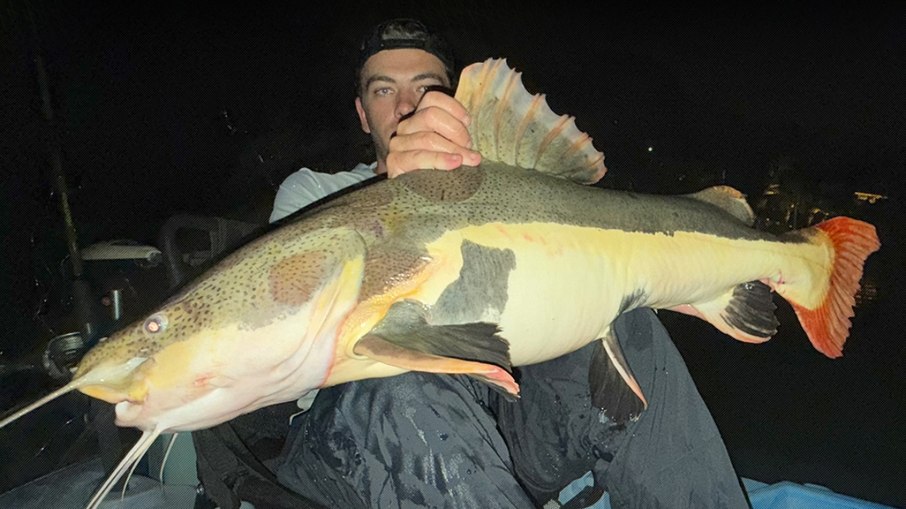 Pescador bate recorde brasileiro ao fisgar pirarara de 91 cm Pescador bate recorde brasileiro ao fisgar pirarara de 91 cm