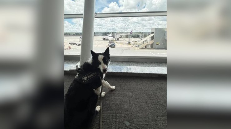 Conheça Max, novo cão da Receita Federal no Aeroporto de Brasília