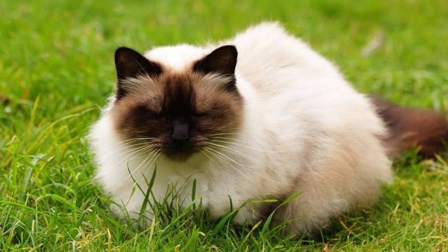 O himalaia é uma mistura das raças de gatos siamês e persa