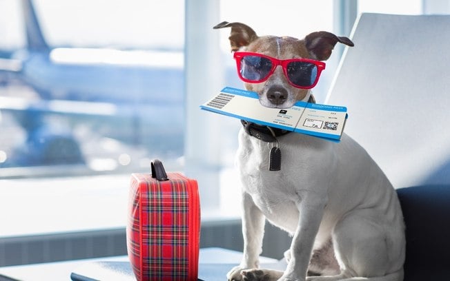 7 regras para viajar com o seu cachorro que você precisa saber