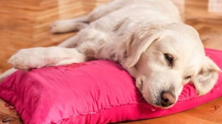 Carvão ativado pode fazer a diferença entre vida e morte em casos de intoxicação