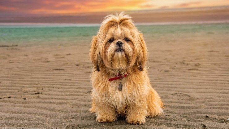 Lei permite presença de cães em praias de Florianópolis