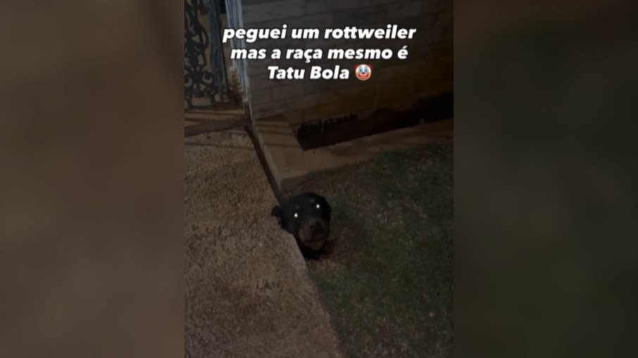 Rottweiler se mete em enrascada após cavar buraco e ficar preso Rottweiler se mete em enrascada após cavar buraco e ficar preso