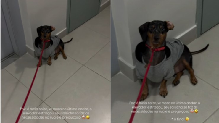 Salsichinha se recusa a usar escada após elevador quebrar