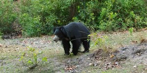 Ataque de urso-beiçudo mata três irmãos em vila da Índia