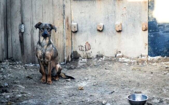 Multa proíbe ajudar cães de rua e permite o abate