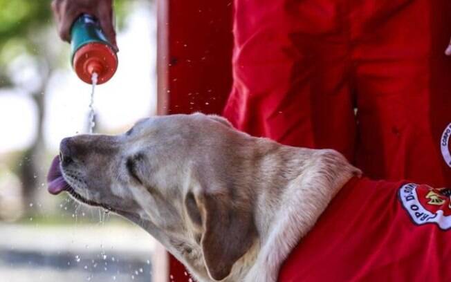 Além de trabalhar duro, Ice, o cachorro guarda-vidas, também precisa se hidratar muito!