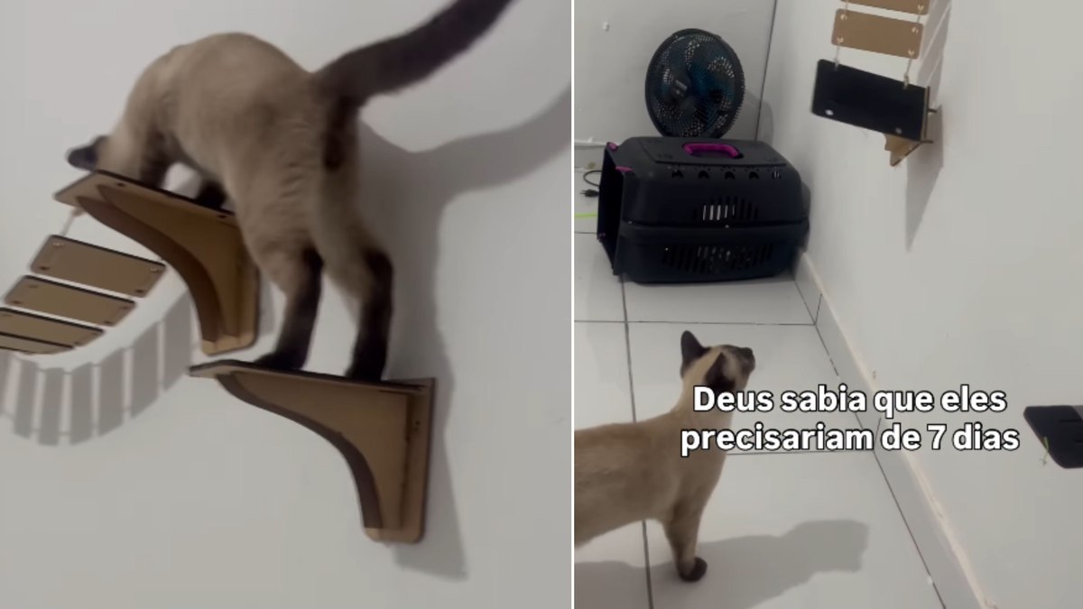 Gato coloca playground à prova e brinquedo não resiste Gato coloca playground à prova e brinquedo não resiste